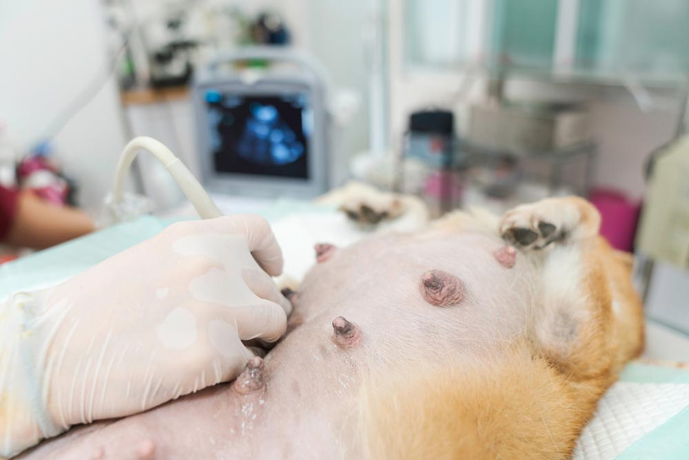 Vet Using Ultrasound on Dog — Veterinary Services In Killarney Vale, NSW