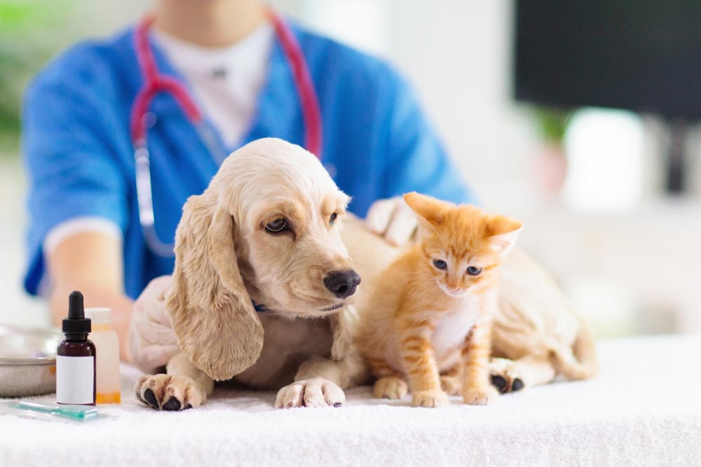 Vet Examining Dog And Cat — Veterinary Services In Killarney Vale, NSW