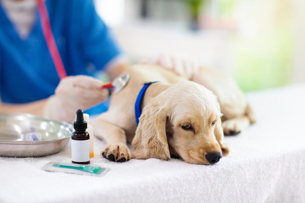 Vet Examining Puppy — Veterinary Services In Killarney Vale, NSW