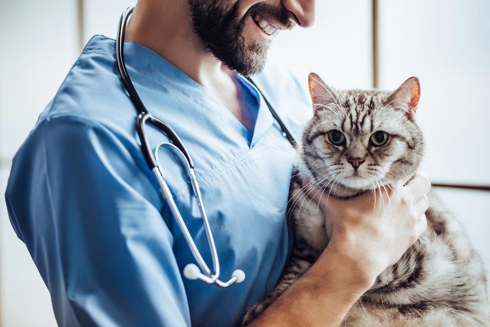 Vet Holding A Cute Grey Cat — Veterinary Services In Killarney Vale, NSW