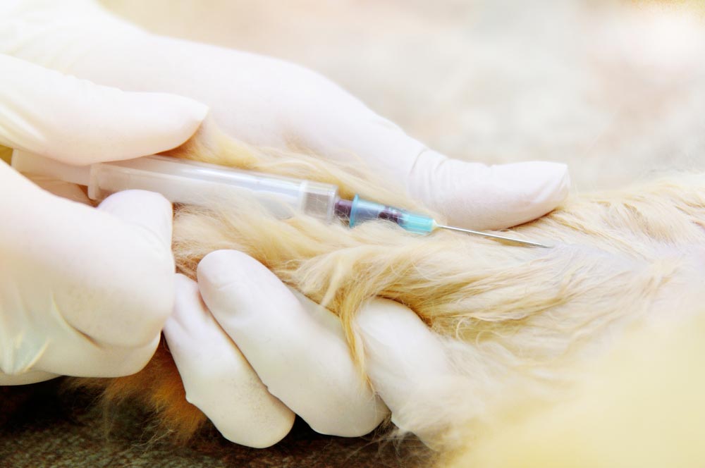 Vet Taking Blood From A Cat's Paw — Veterinary Services In Killarney Vale, NSW