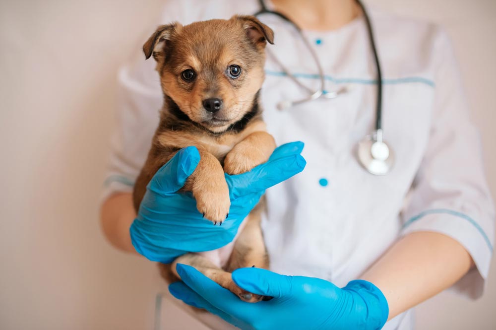 Vet With Blue Gloves Holding A Puppy — Veterinary Services In Killarney Vale, NSW