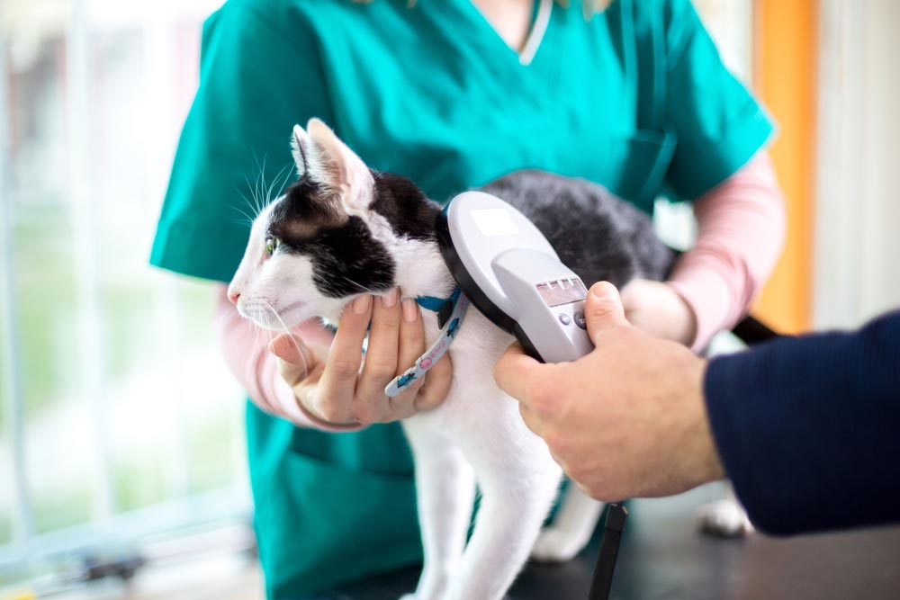 Veterinarian Checking Microchip Of Cat In Vet Clinic — Veterinary Services In Killarney Vale, NSW