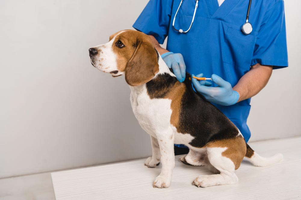 Veterinarian In Blue Coat Microchipping a Beagle — Veterinary Services In Killarney Vale, NSW