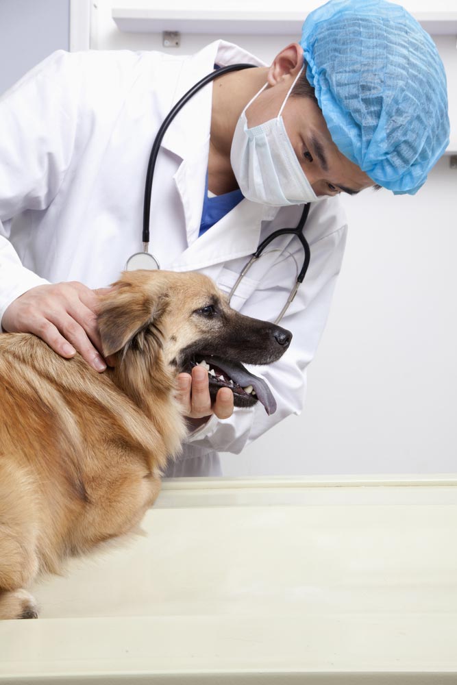 Veterinarian With Dog In Examination Room — Veterinary Services In Killarney Vale, NSW