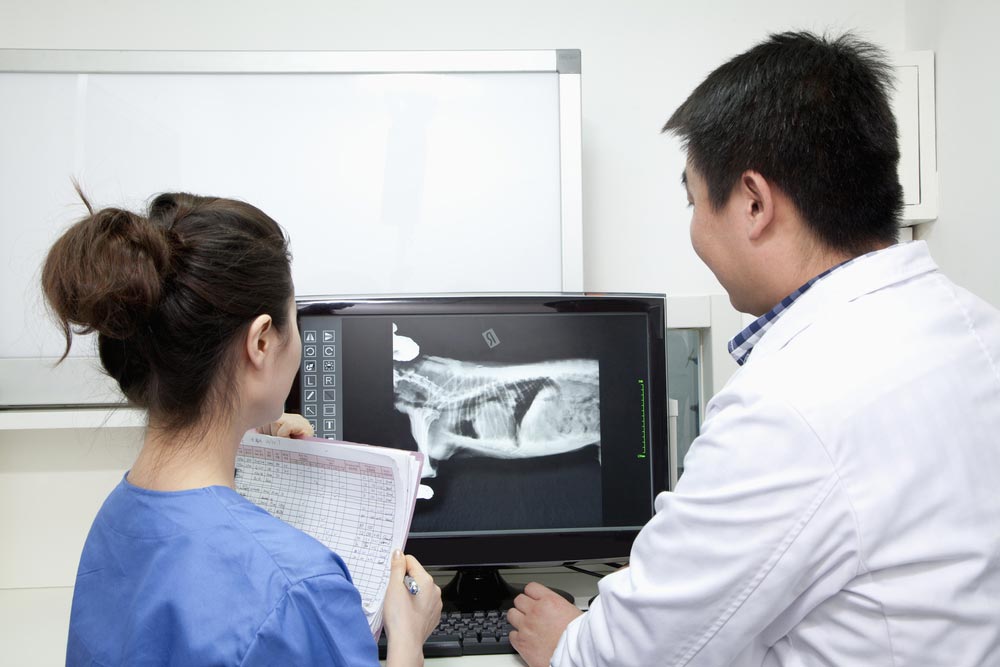Veterinarians Looking At Animal X-ray — Veterinary Services In Killarney Vale, NSW