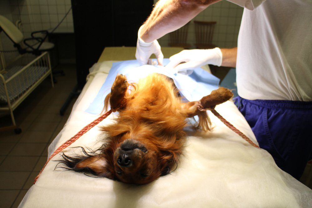 Veterinary Surgery in Progress — Veterinary Services In Killarney Vale, NSW