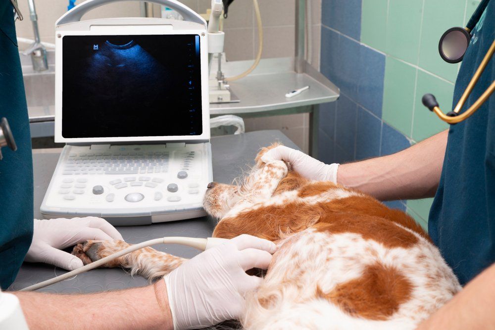 Ultrasound Preparation Of A Dog In A Vet Clinic — Veterinary Services In Killarney Vale, NSW
