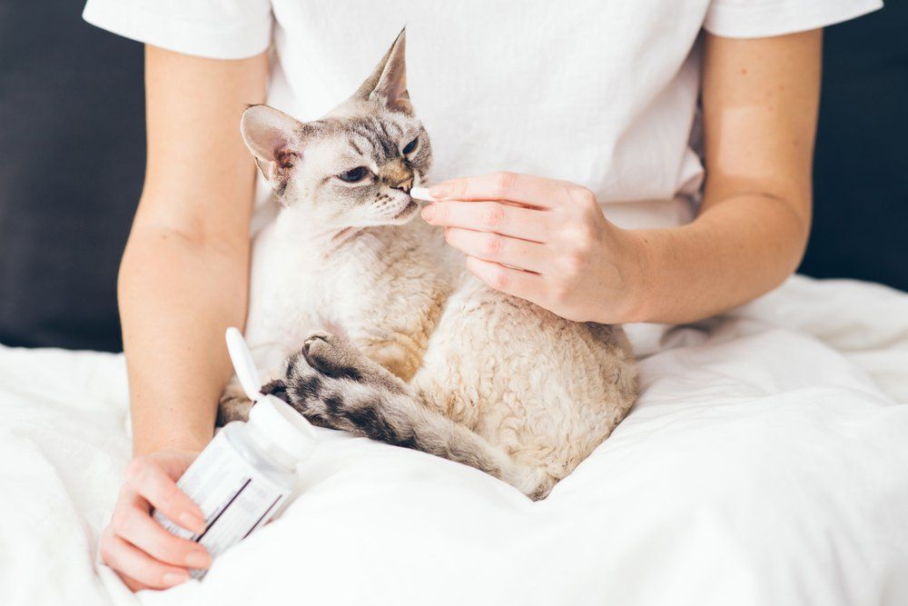 Cat Being given a Pill for Heartworm — Veterinary Services In Killarney Vale, NSW
