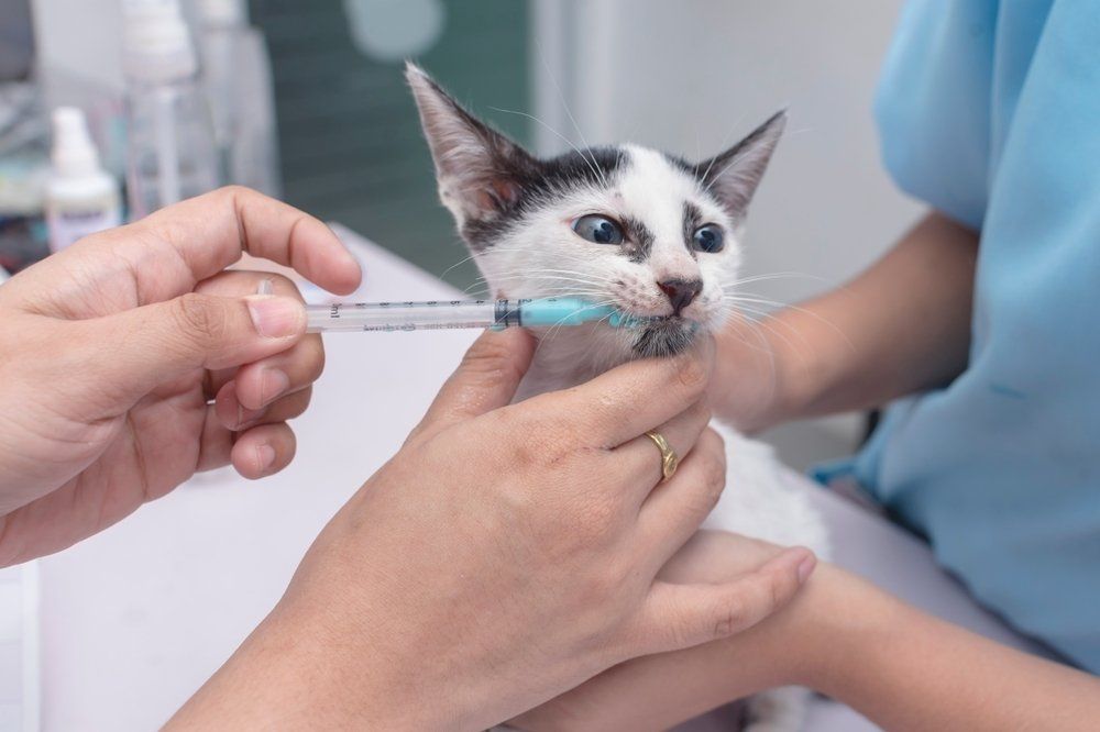 Veterinarian Uses An Oral Syringe to Administer Liquid Dewormer — Veterinary Services In Killarney Vale, NSW