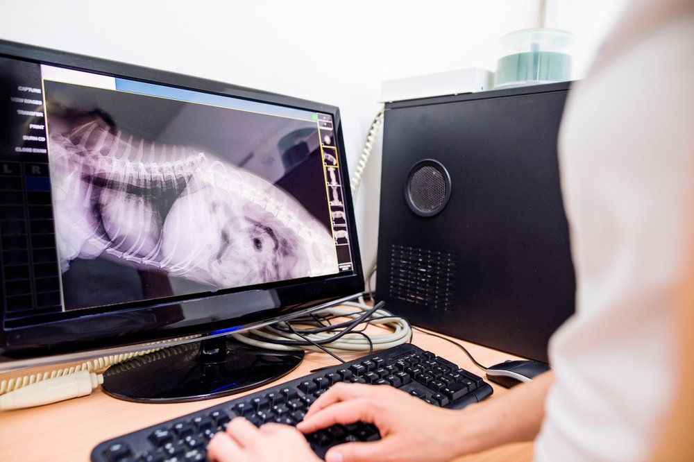 Vet Examining X-ray of a Dog — Veterinary Services In Killarney Vale, NSW