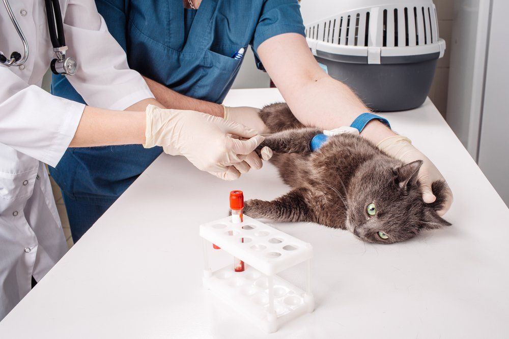Veterinary Blood Test on a Cat — Veterinary Services In Killarney Vale, NSW