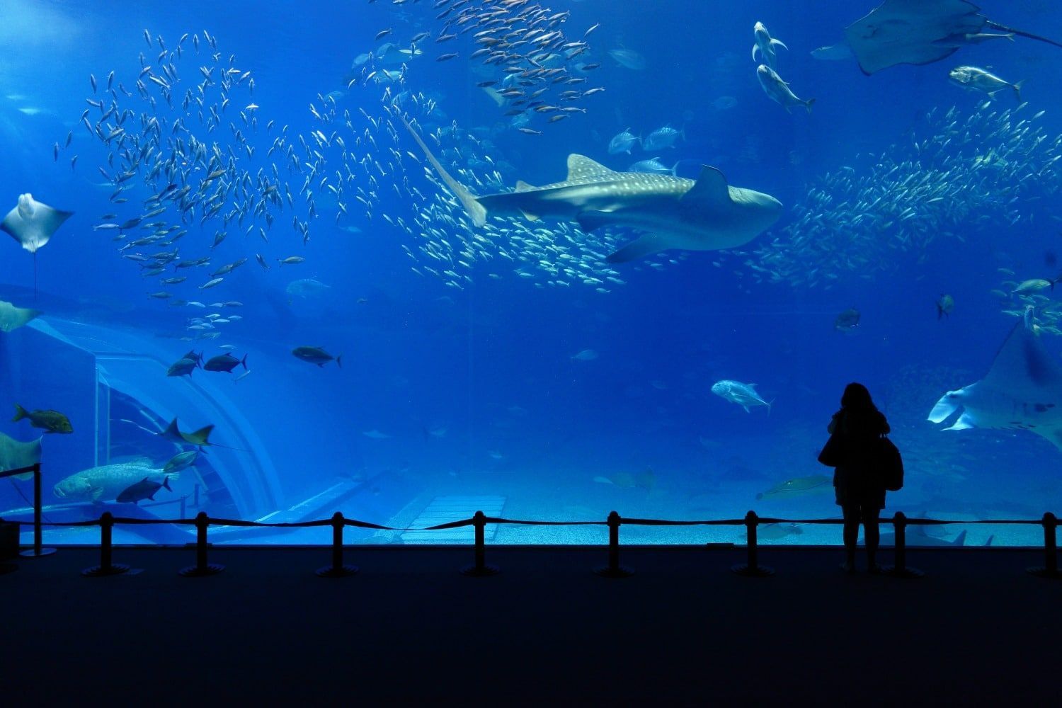 Child Looking into Large Aquarium Tank
