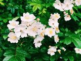 A cluster of white five-petaled roses with yellow centers growing among lush green serrated leaves.