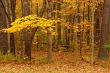 A forest scene in autumn featuring a prominent tree with vibrant yellow leaves, surrounded by fallen leaves and tree trunks.