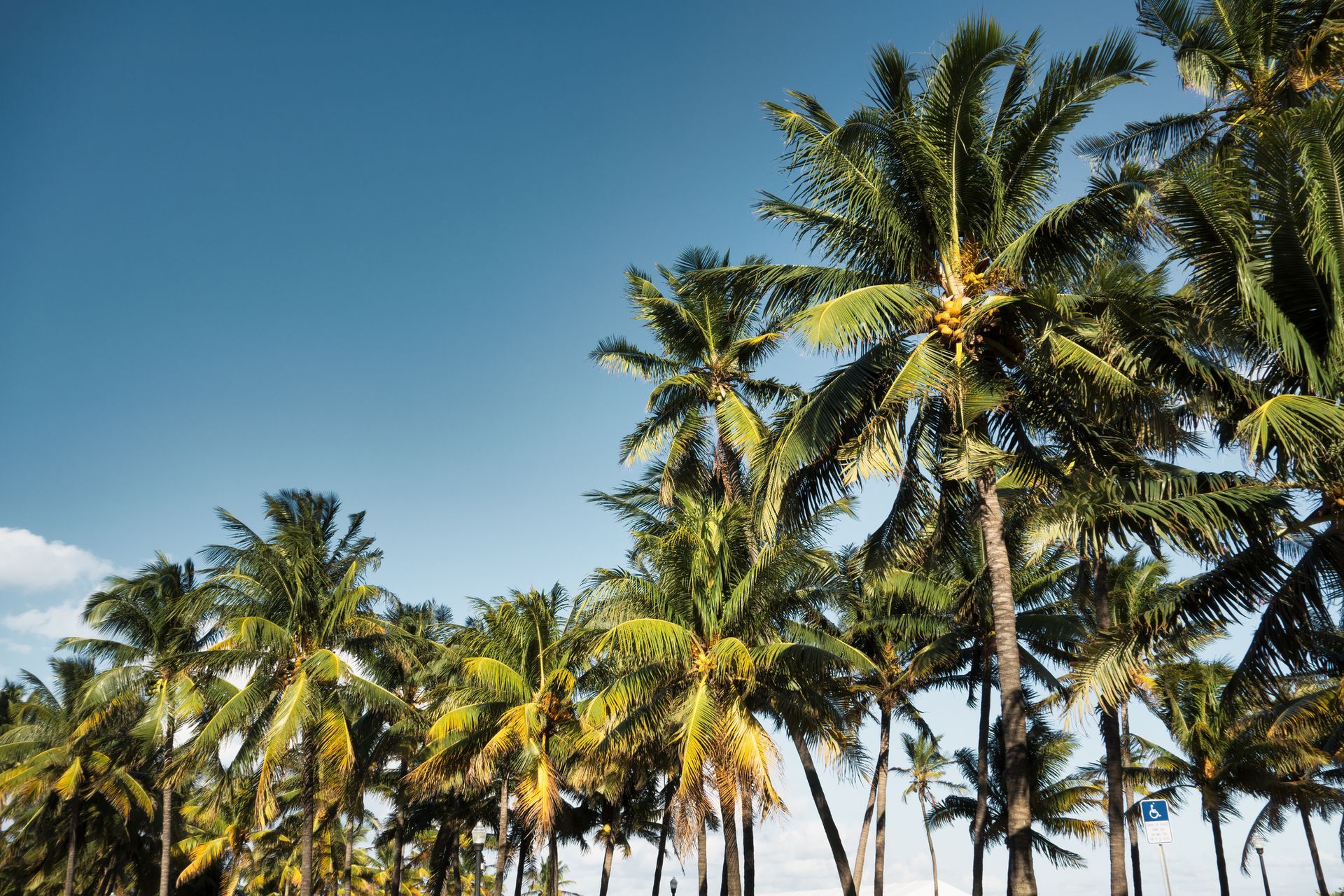 View of palm trees representing Soft Washing Services in Tampa.