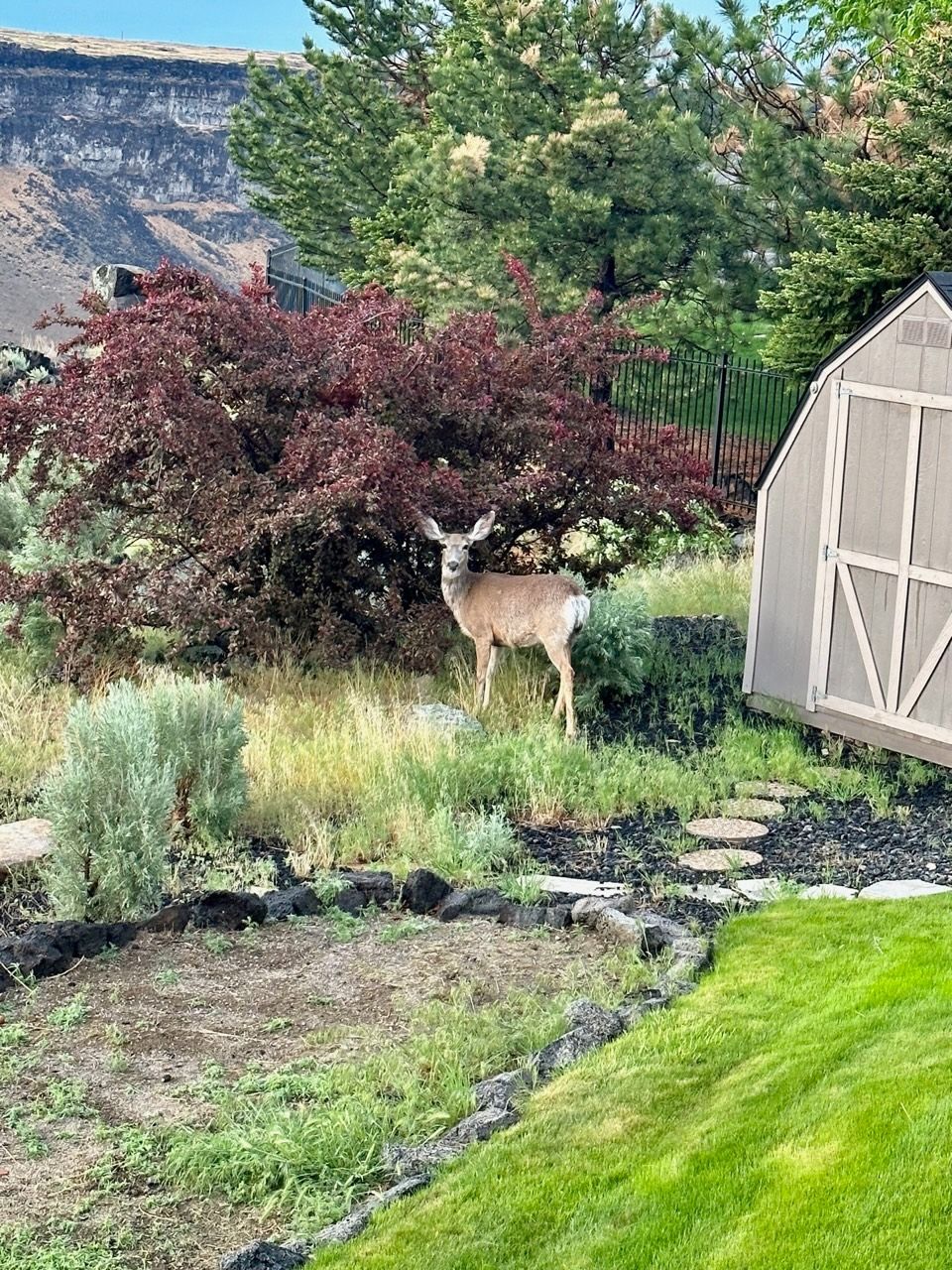 A deer is standing in a yard next to a greenhouse.