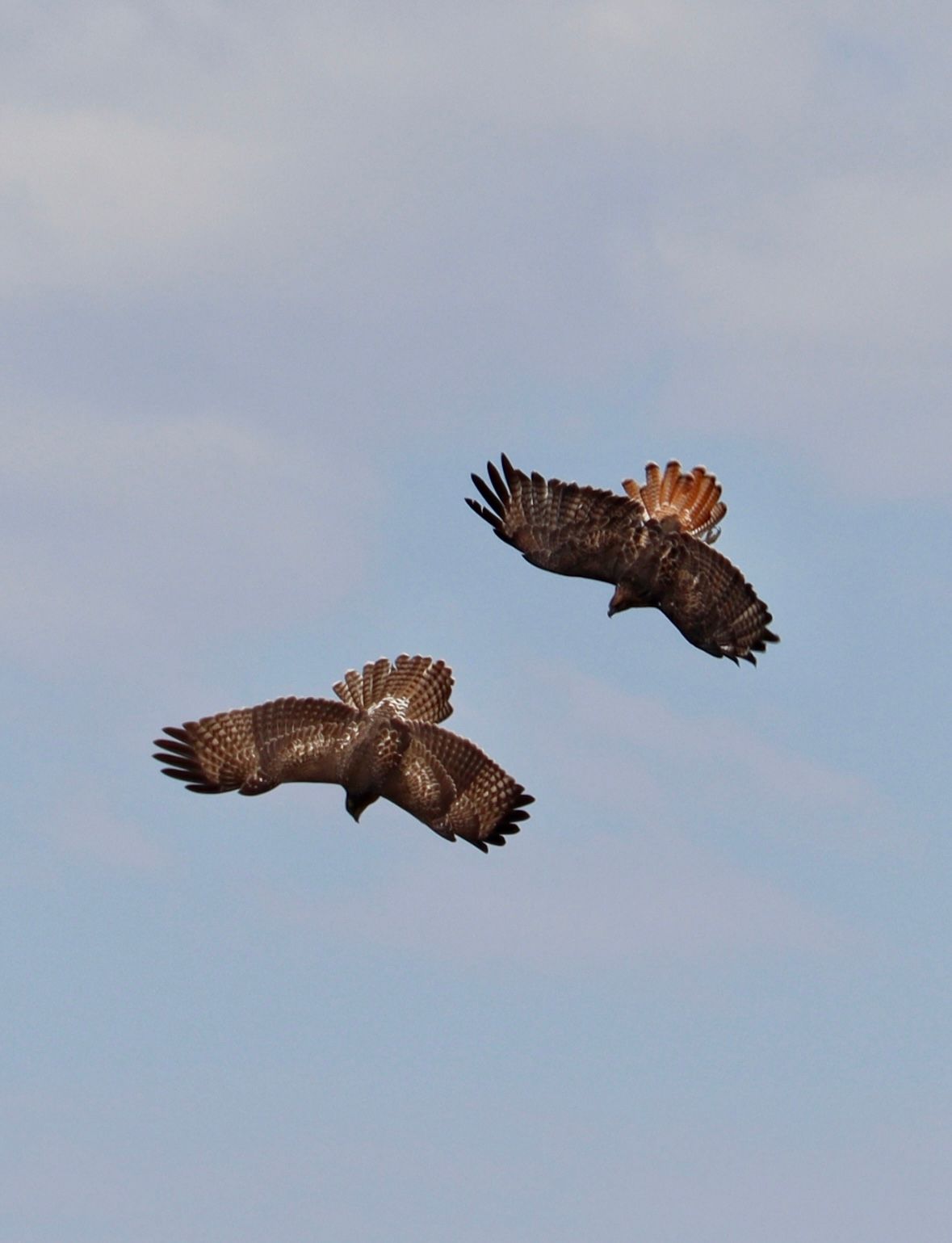 Two hawks with outstretched wings soar against a blue sky.