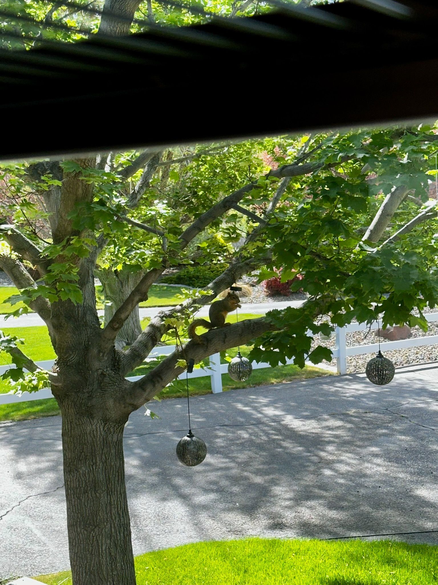 Tree in a front yard with two hanging tire swings over a gravel driveway.