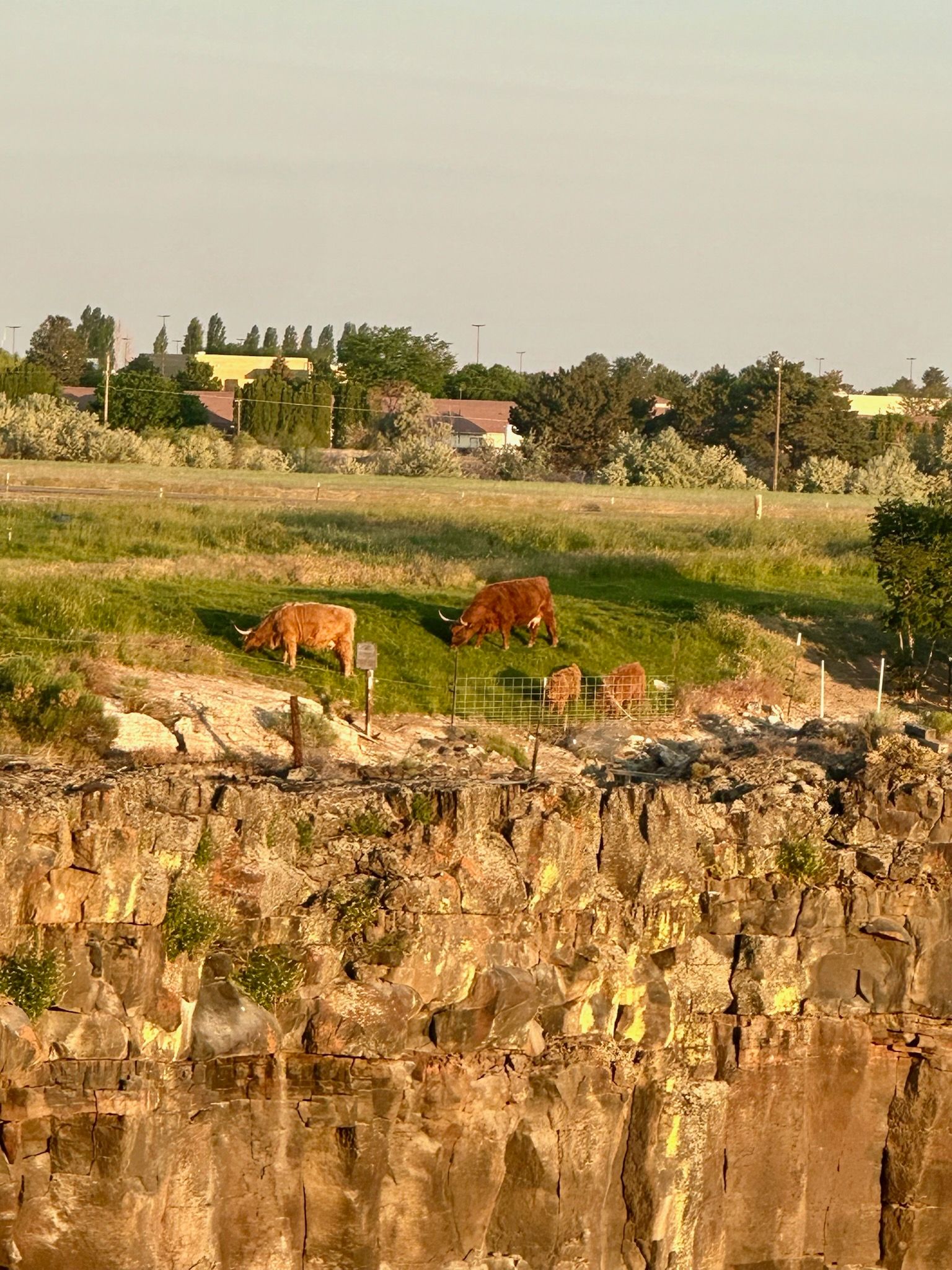 Cows grazing on a grassy hill, overlooking a rocky cliff. Houses and trees in the background.