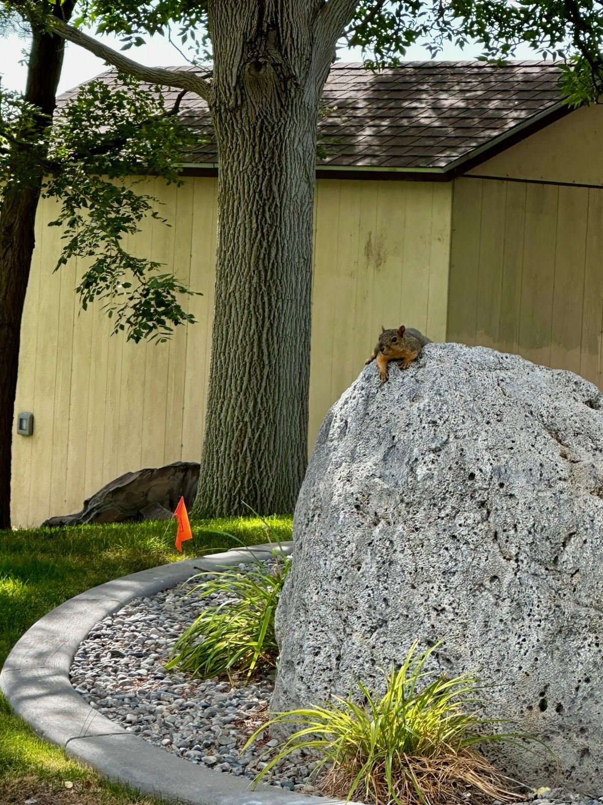 Large gray rock by a tree and beige building, with landscaped stones and grass along a curved path
