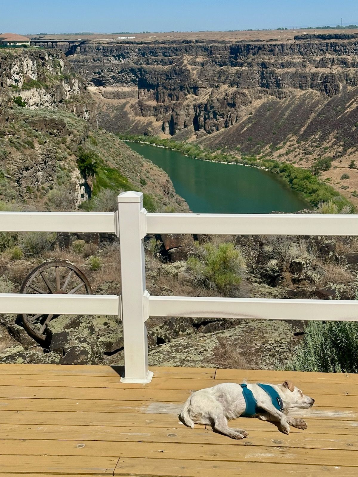 Dog wearing blue sun protection rests on a wooden deck overlooking a canyon with a river.