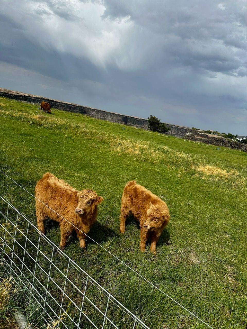 Two fluffy brown calves grazing behind a wire fence in a green field under cloudy skies