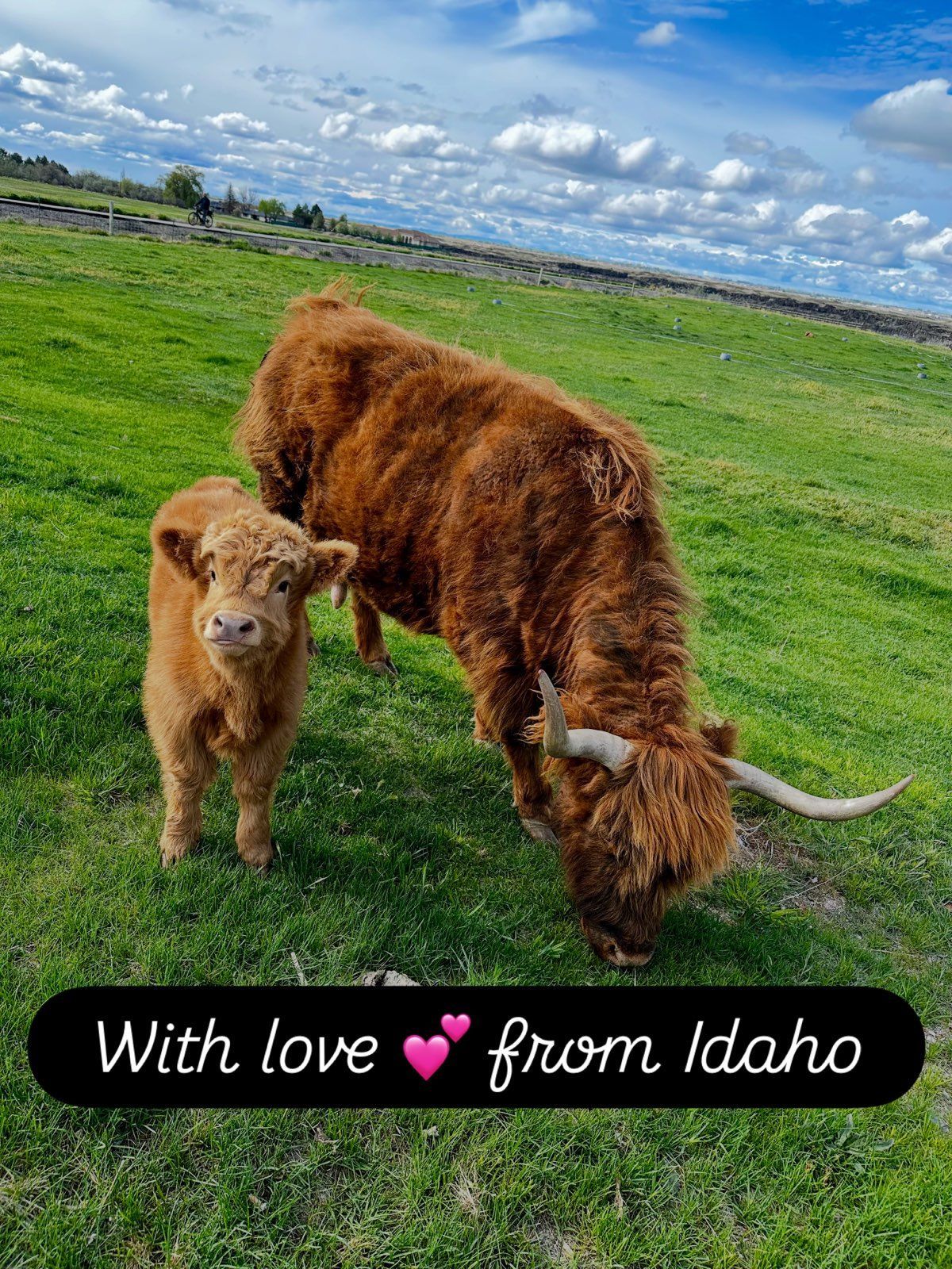 Brown cow and calf grazing in a green field under a blue sky, with “With love from Idaho” text.
