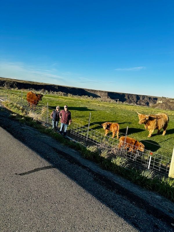 Two people beside cows grazing in a sunny hillside pasture under a blue sky