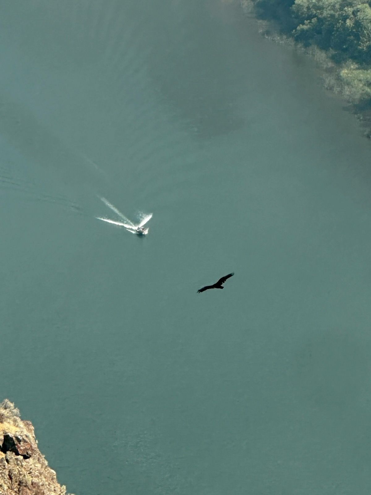 Aerial view of a small white boat on blue-green water near a dark bird in flight