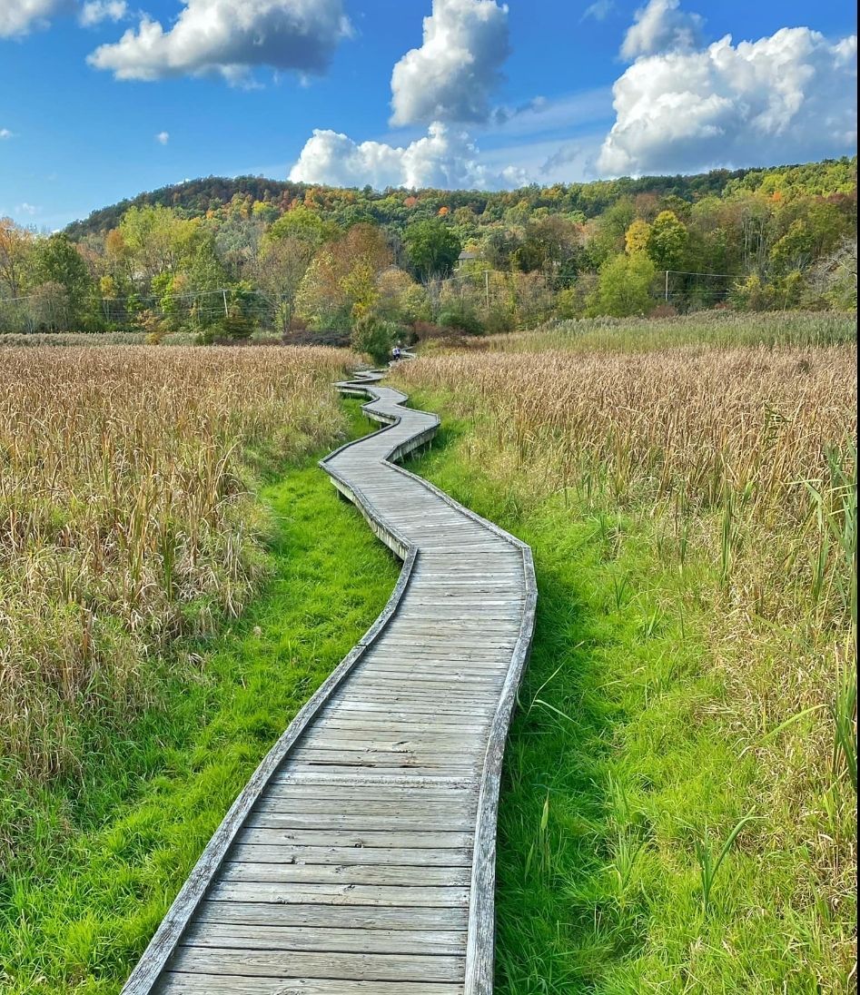 Wooden boardwalk meanders through tall grasses, green lawn, and a forest under a blue sky with fluffy clouds.