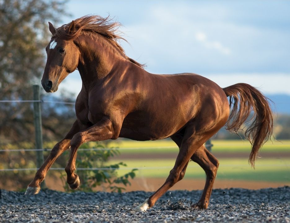 Chestnut horse galloping outdoors, with white blaze on its face and a flowing mane.