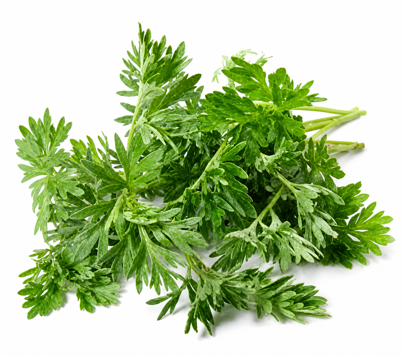 Fèy Amwaz (Mugwort Leaves)