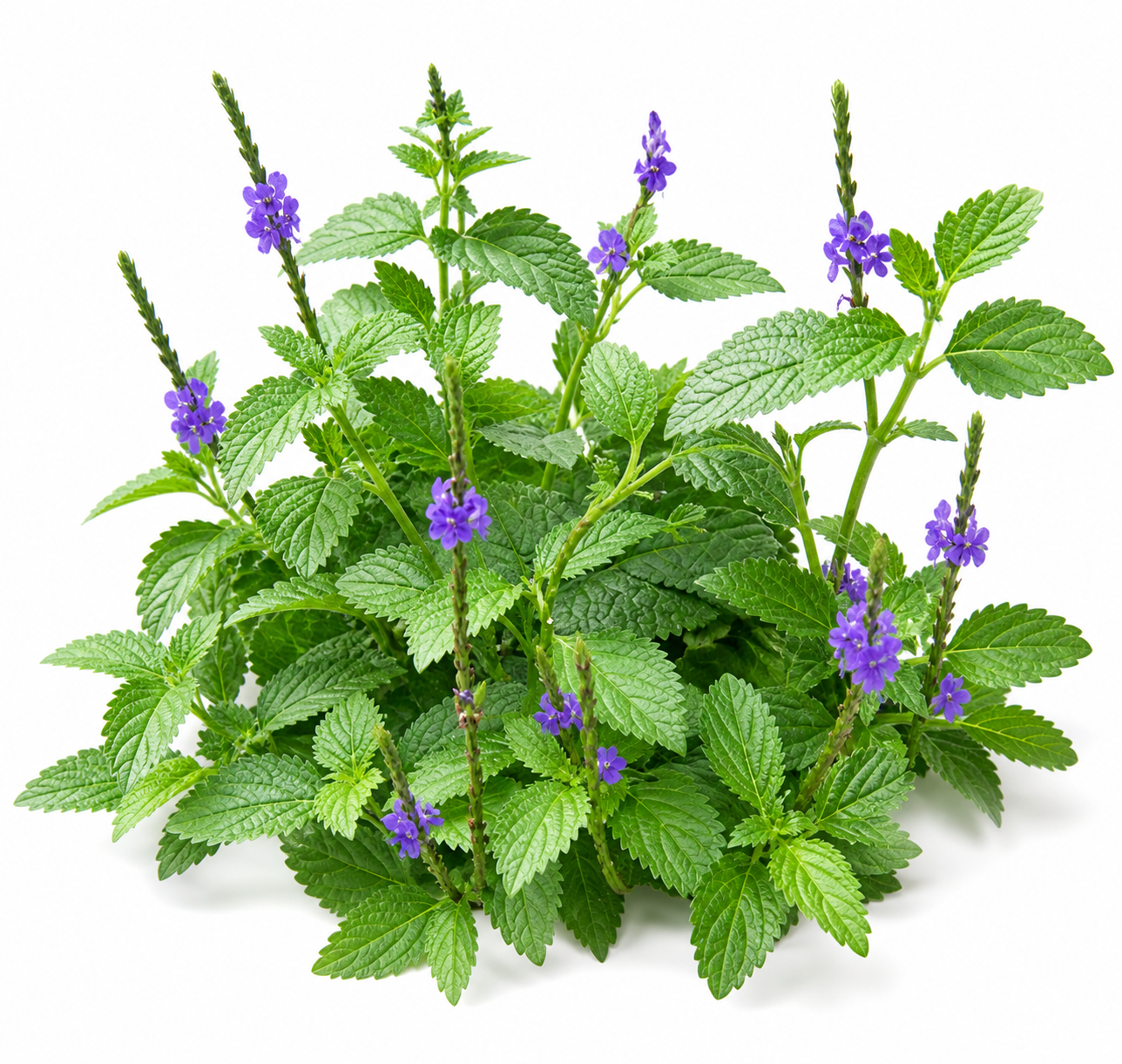 Fèy Vèvenn (Vervain Leaves)