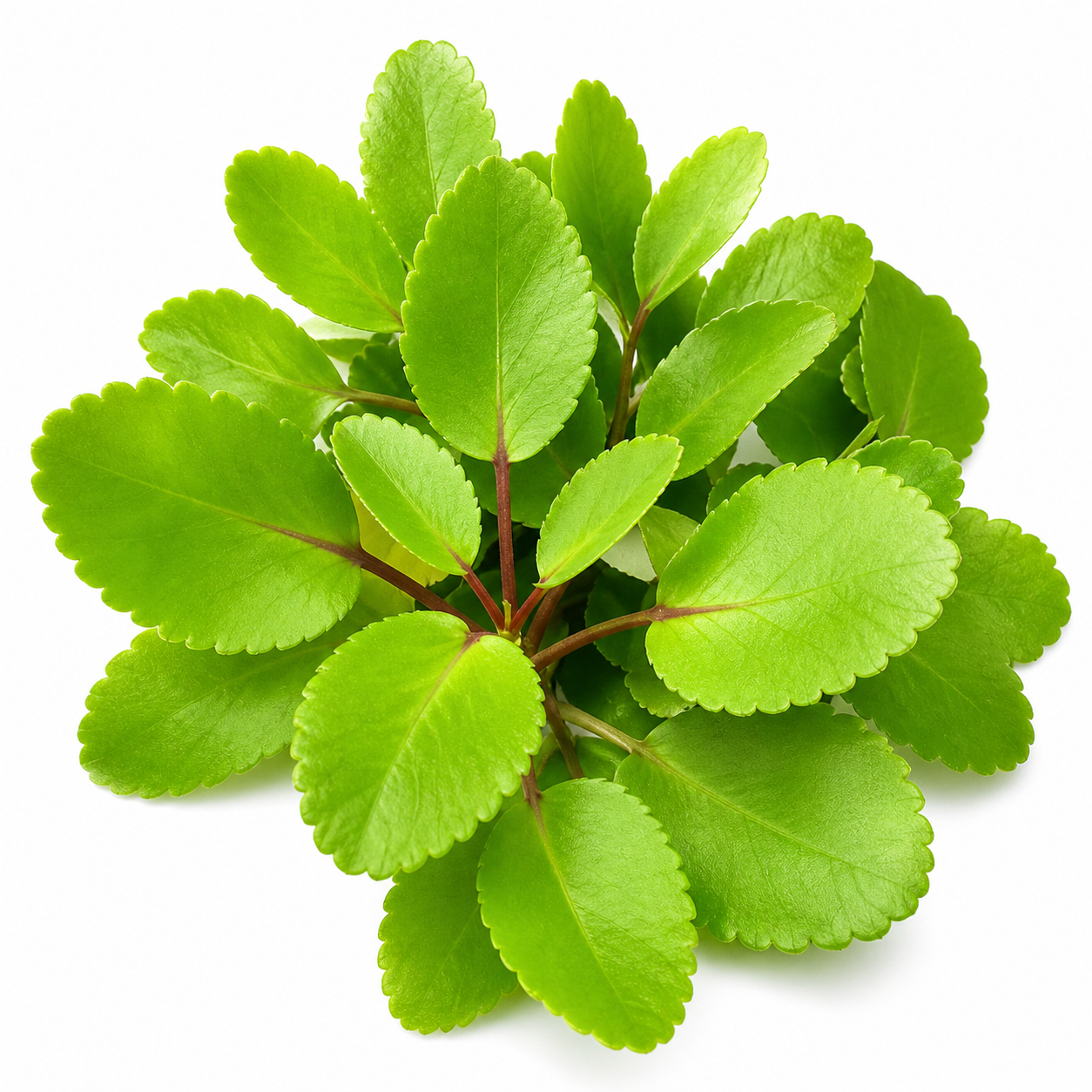Fèy Lougarou (Miracle Leaf / Bryophyllum Leaves)