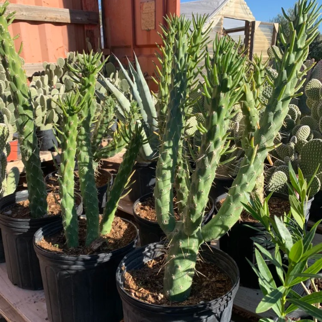 Potted succulents and cacti grouped outdoors in a sunny nursery or garden center