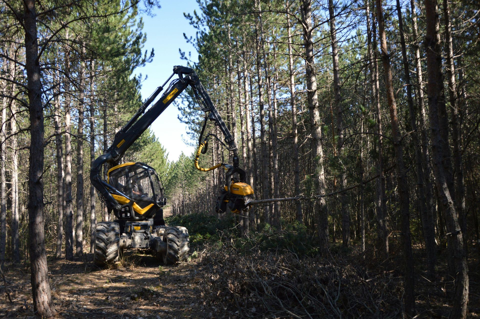 Forestry harvester felling trees in a sunny forest setting.