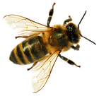Bee — North Bend, OR — Bill’s Pest Control