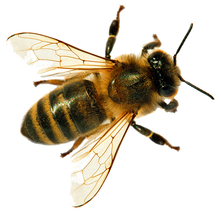 Bee — North Bend, OR — Bill’s Pest Control