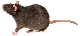 Rat — North Bend, OR — Bill’s Pest Control
