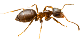 Ant — North Bend, OR — Bill’s Pest Control