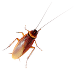 Cockroach — North Bend, OR — Bill’s Pest Control