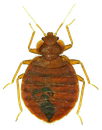 Bed Bug — North Bend, OR — Bill’s Pest Control