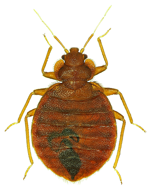 Bed Bug — North Bend, OR — Bill’s Pest Control