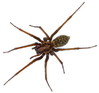 Spider — North Bend, OR — Bill’s Pest Control