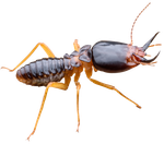 Termite — North Bend, OR — Bill’s Pest Control