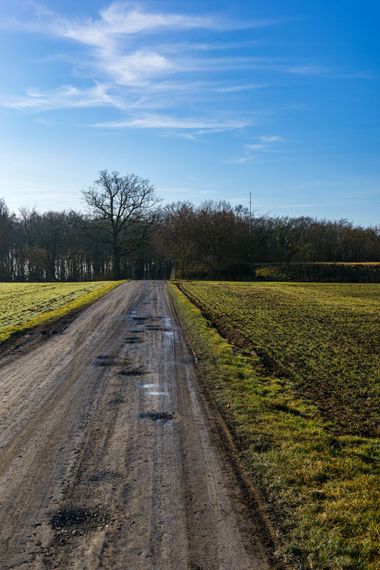 Dirt road through open fields under a bright blue sky, leading to a line of trees in the distance