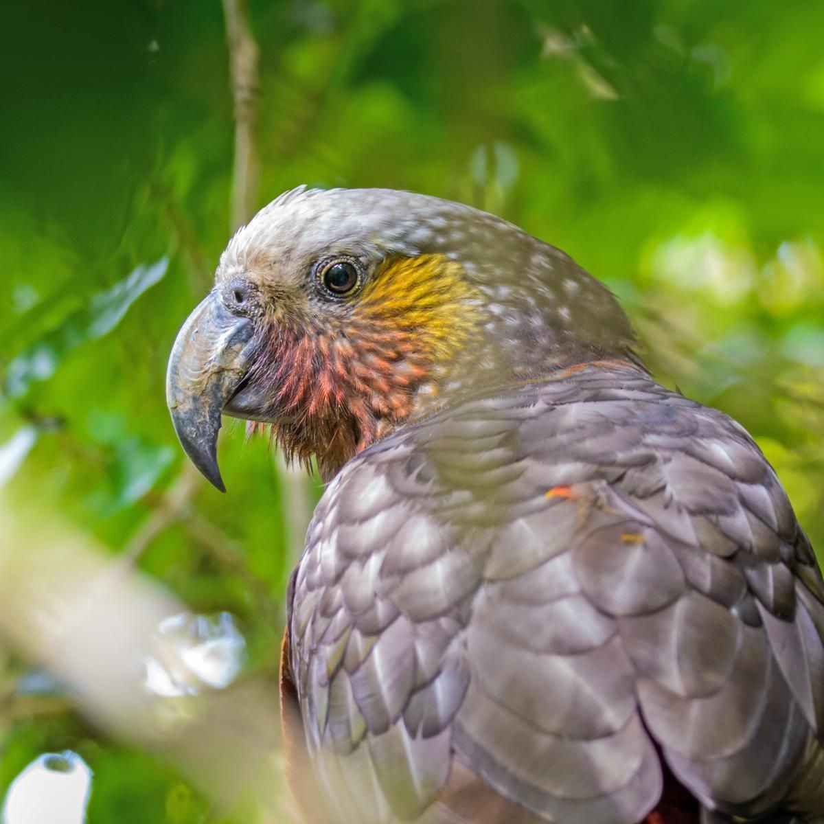 Fiordland Hotel - bird sanctuary