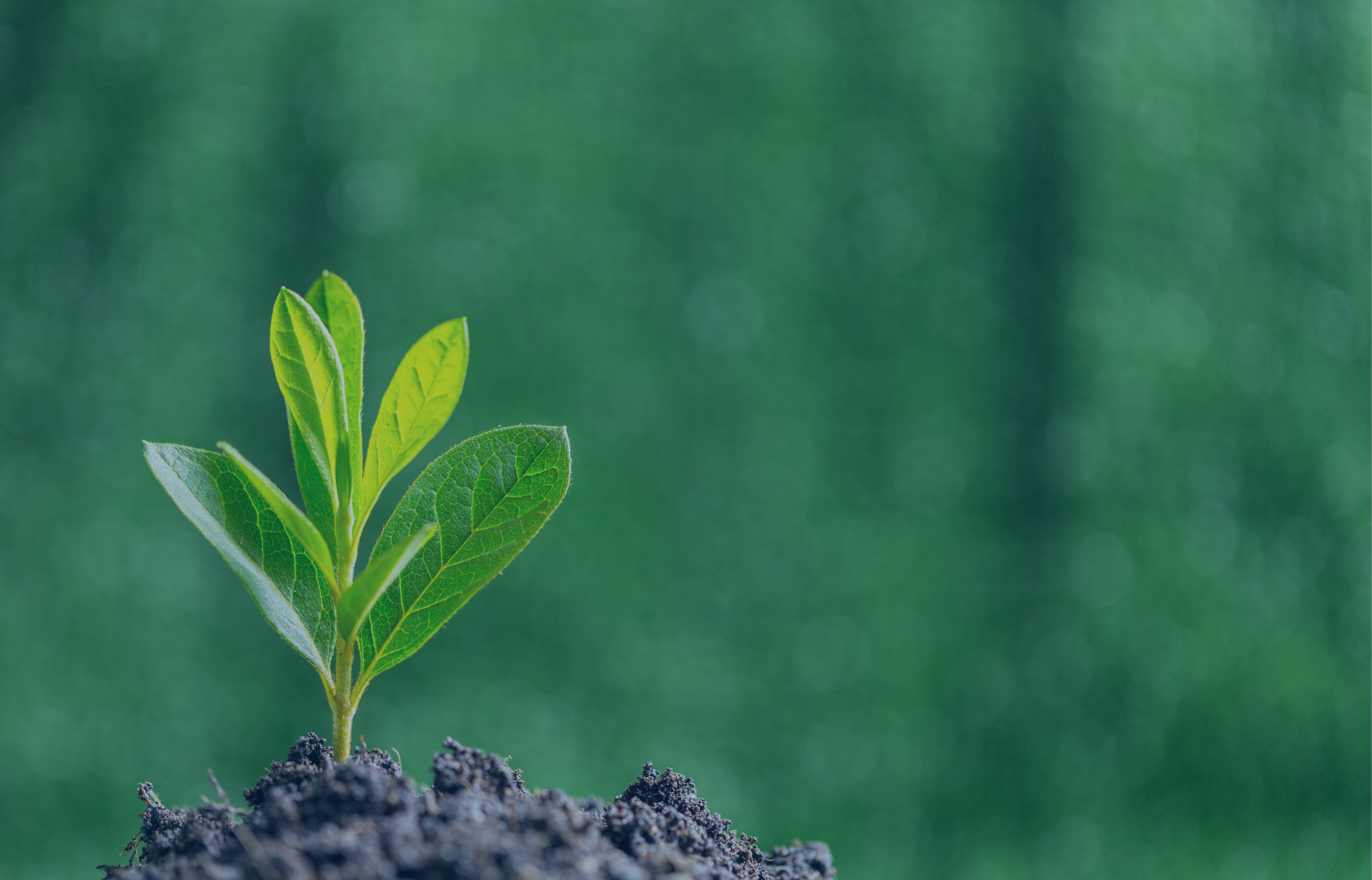 A sprouting plant in front of an out of focus forest