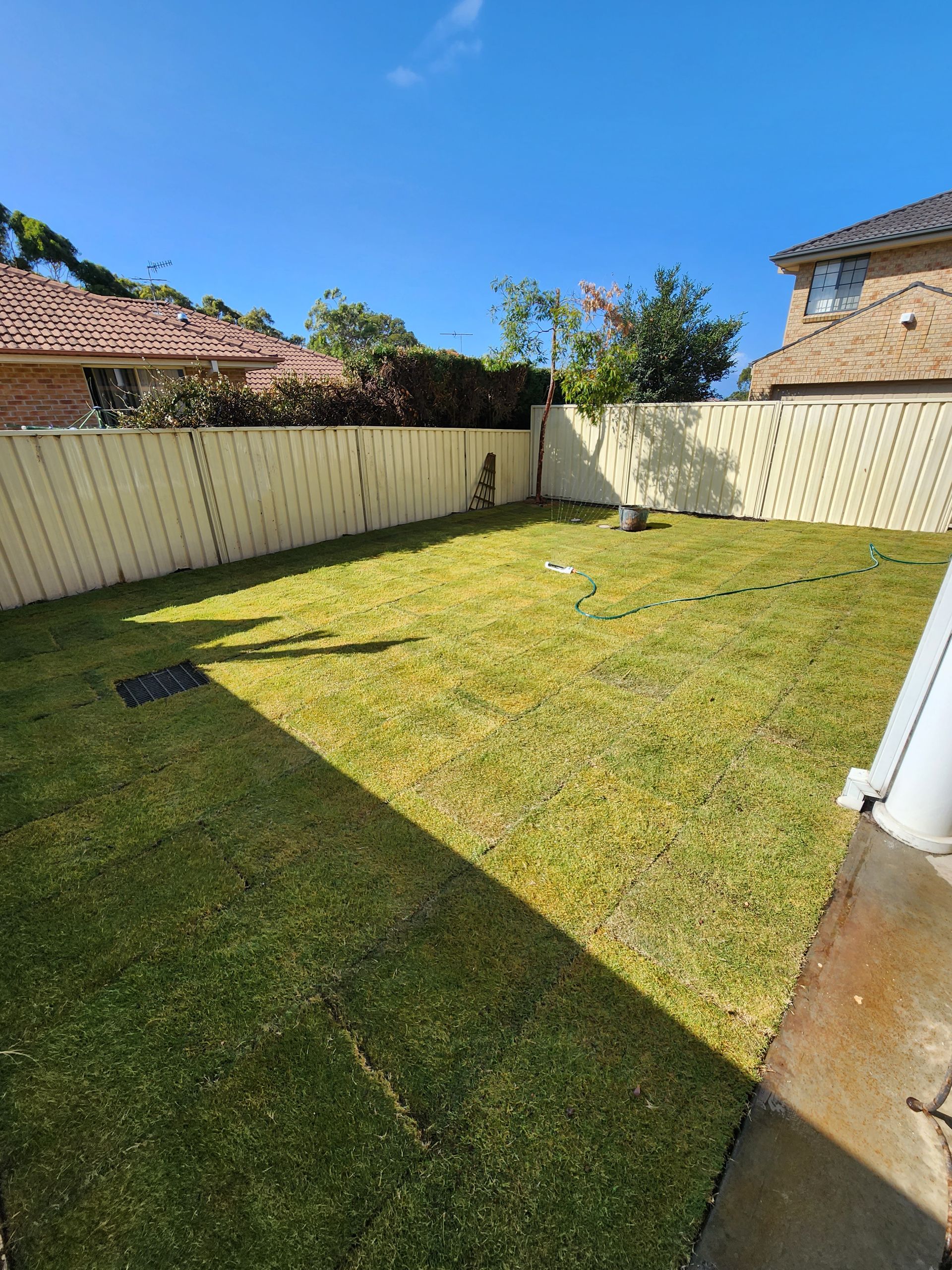 Lush Green Grass in a Sunny Area With a Palm Tree and a Paved Road — Mow & Mulch Lawn & Garden Maintenance In Soldiers Point, NSW